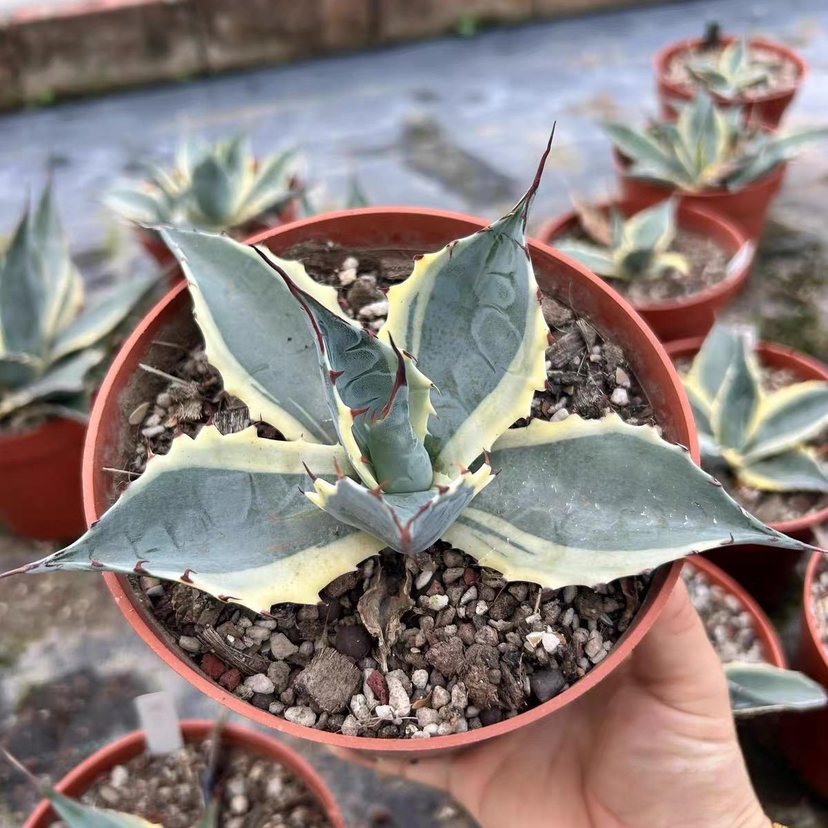 6-10cm Agave parrasana var