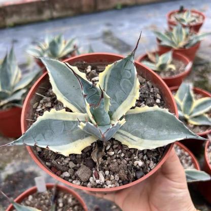 6-10cm Agave parrasana var
