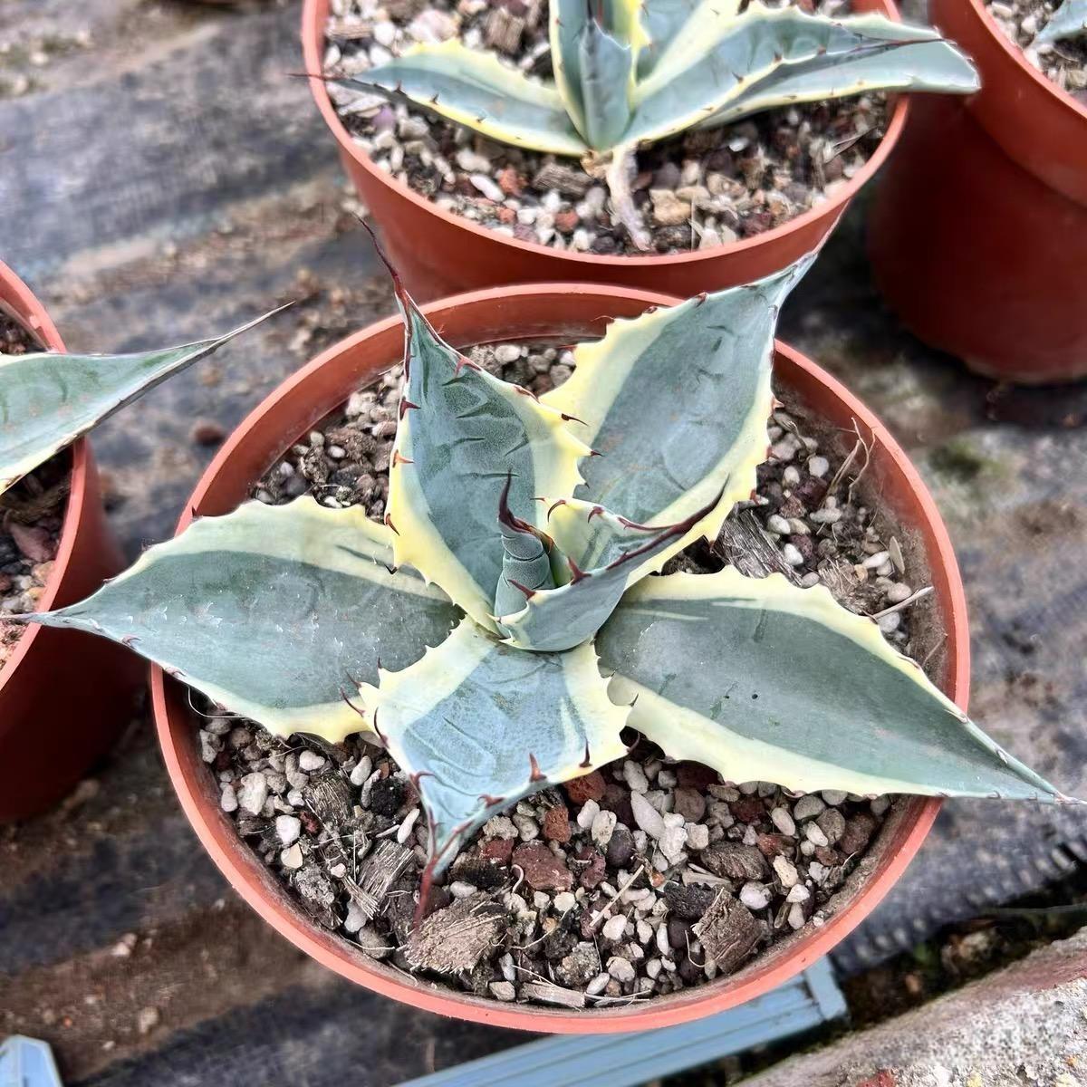 6-10cm Agave parrasana var