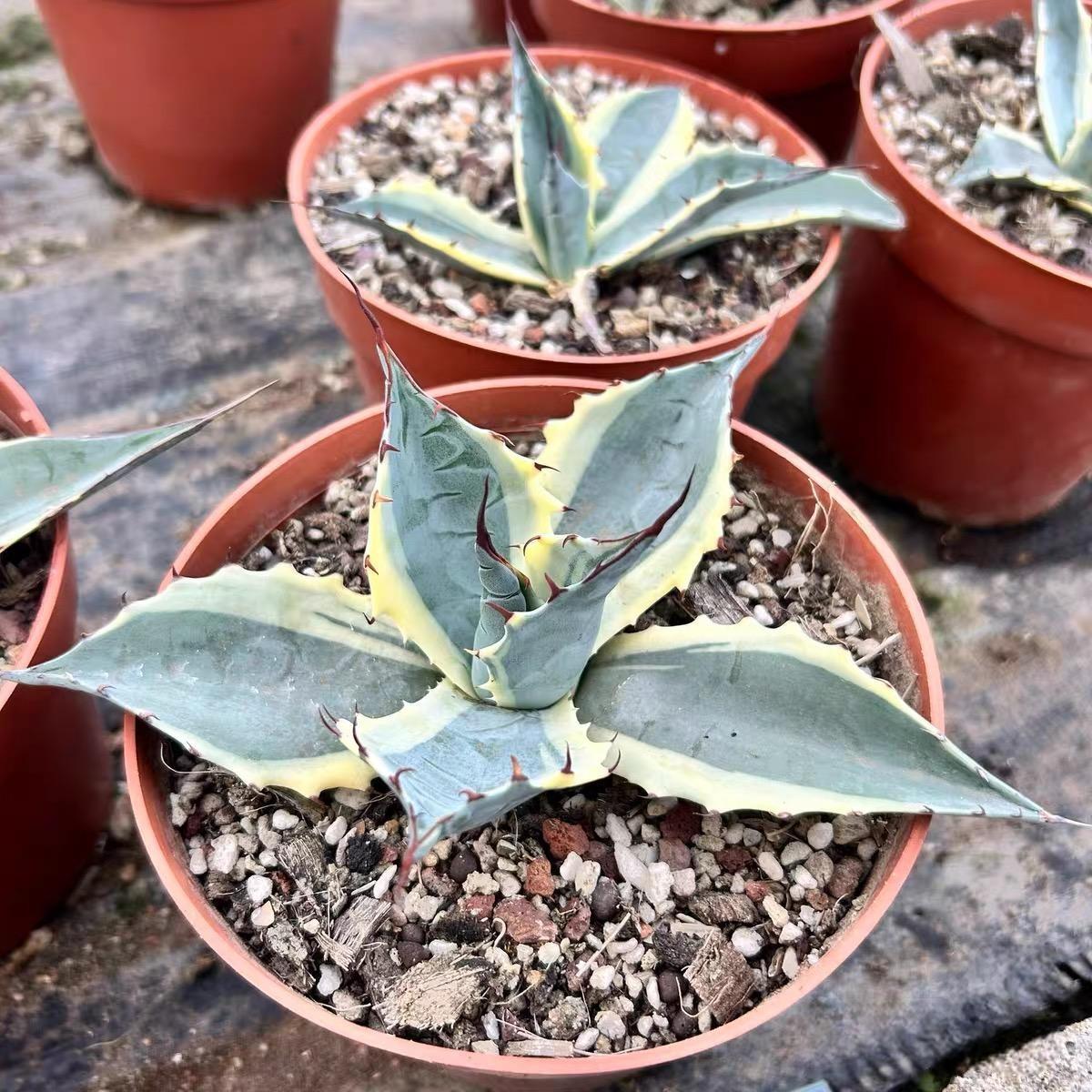 6-10cm Agave parrasana var