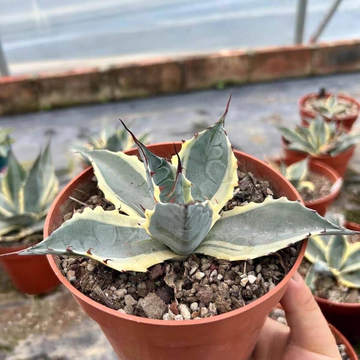 6-10cm Agave parrasana var