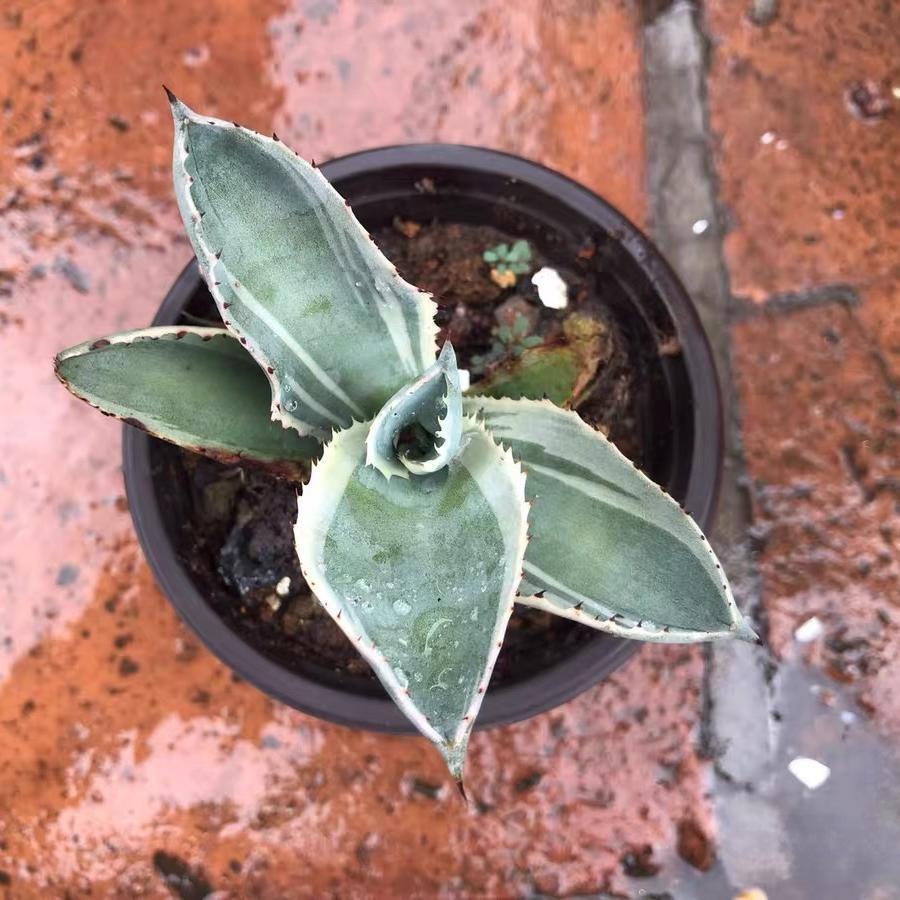 6-15cm Agave gypsophila var