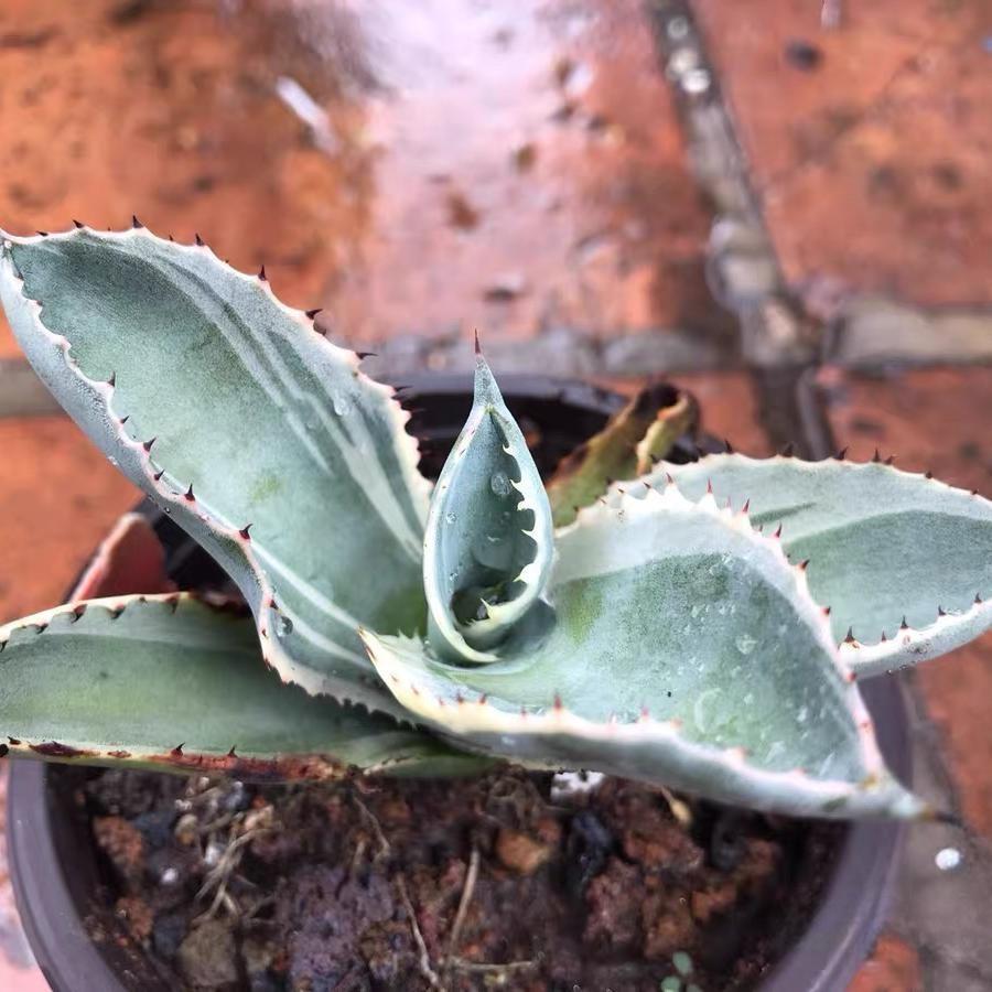 6-15cm Agave gypsophila var