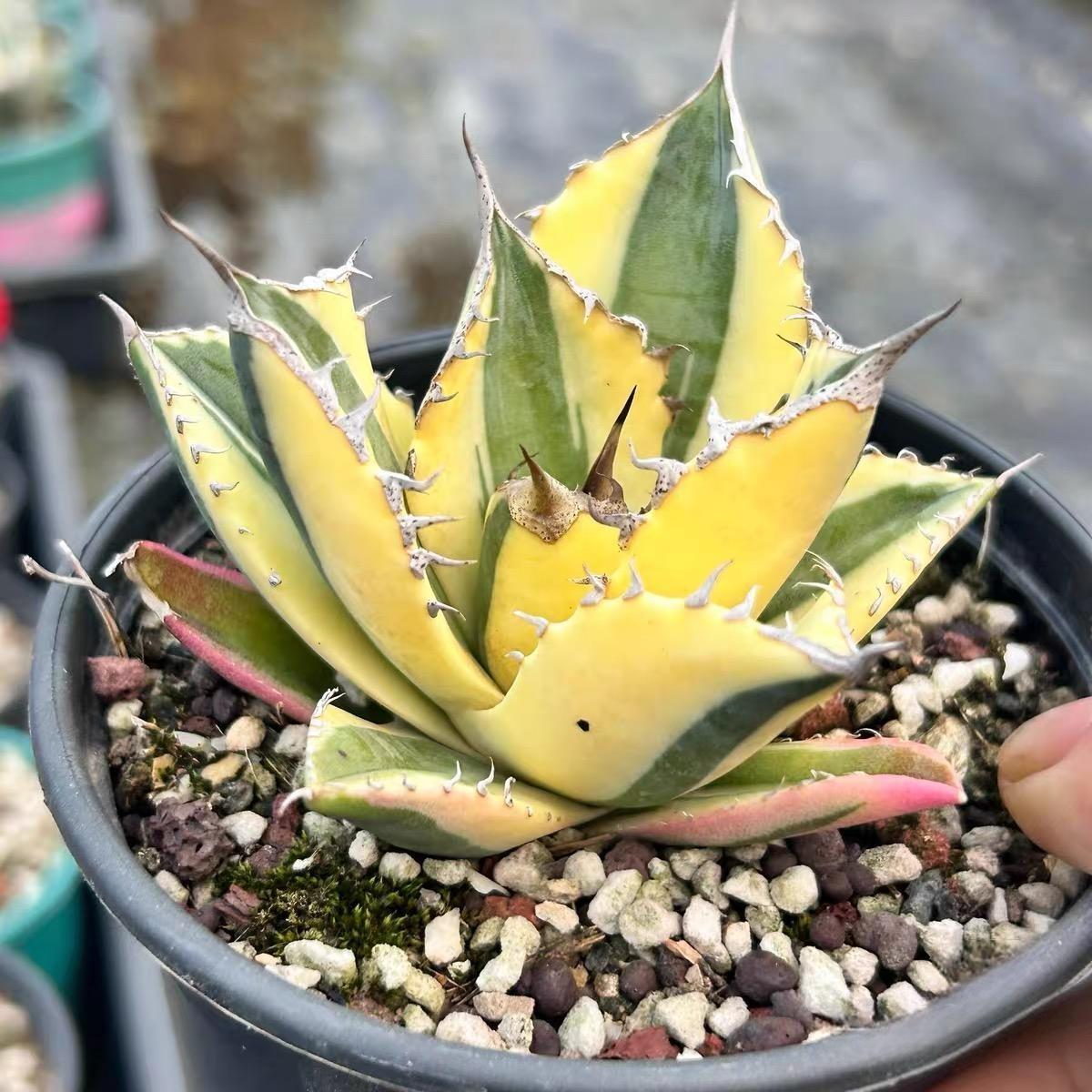 4-10cm Agave titanota 'Snaggle Tooth'