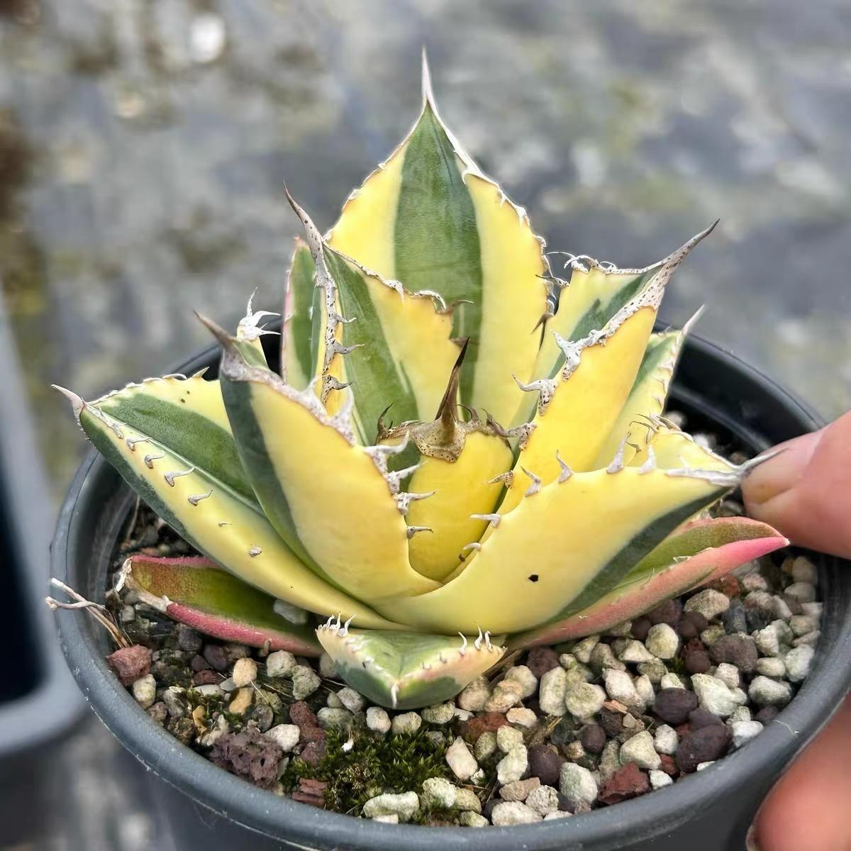 4-10cm Agave titanota 'Snaggle Tooth'