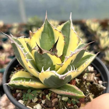4-10cm Agave titanota 'Snaggle Tooth'