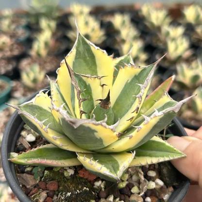 4-10cm Agave titanota 'Snaggle Tooth'