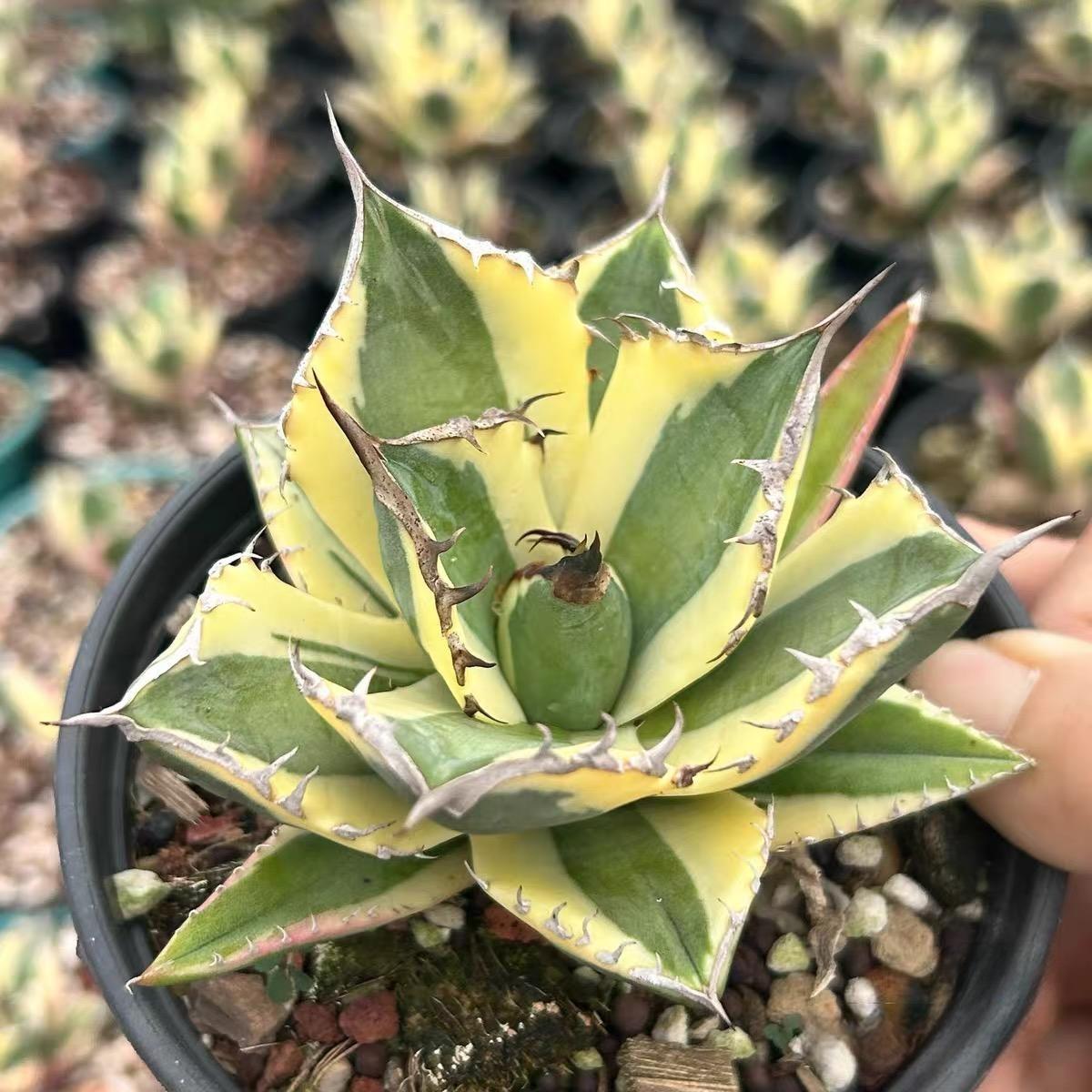 4-10cm Agave titanota 'Snaggle Tooth'