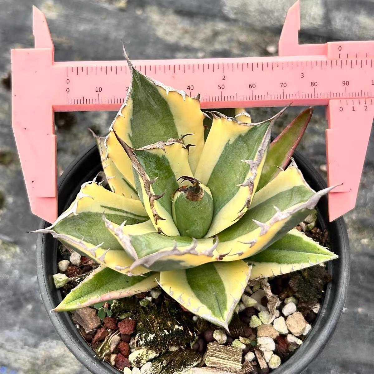 4-10cm Agave titanota 'Snaggle Tooth'