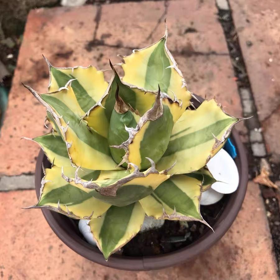 4-10cm Agave titanota 'Snaggle Tooth'