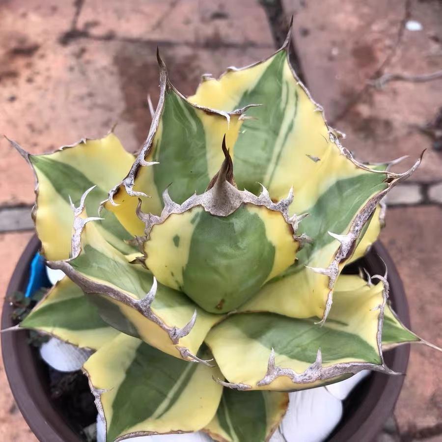 4-10cm Agave titanota 'Snaggle Tooth'