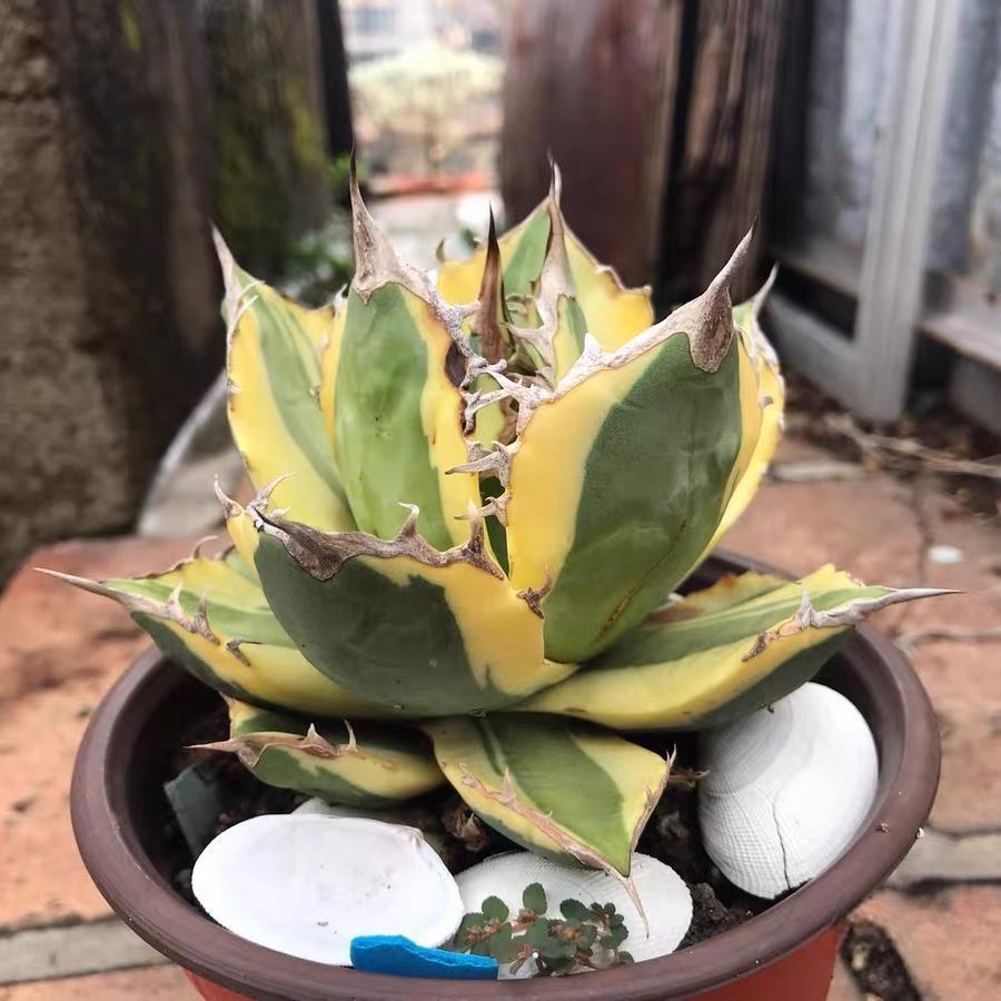 4-10cm Agave titanota 'Snaggle Tooth'