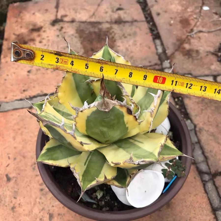 4-10cm Agave titanota 'Snaggle Tooth'