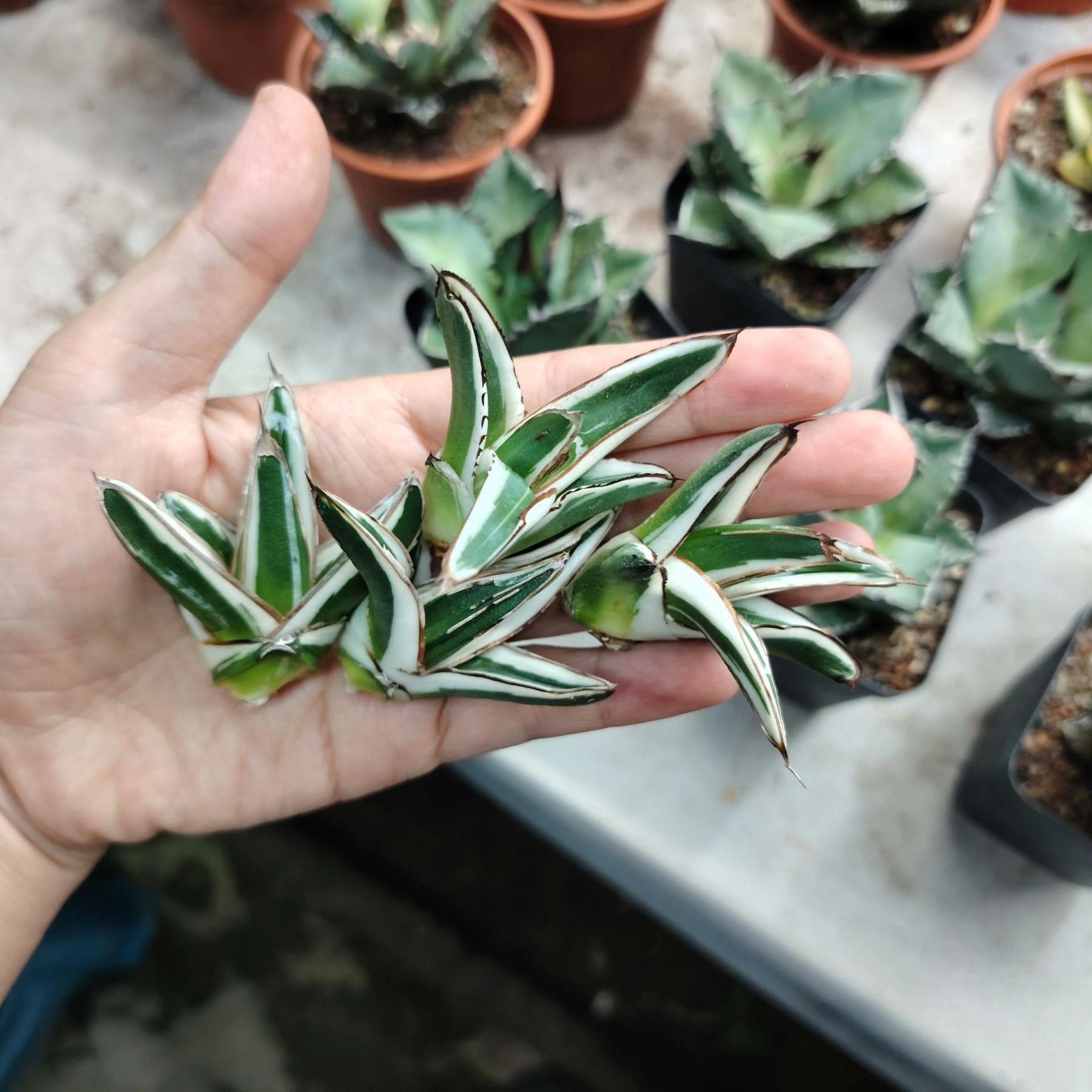 6-12cm Agave victoriae-reginae 'White Rhino'