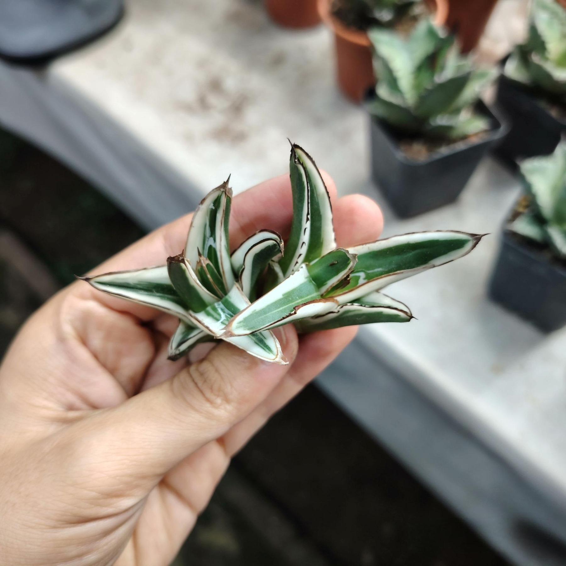 6-12cm Agave victoriae-reginae 'White Rhino'