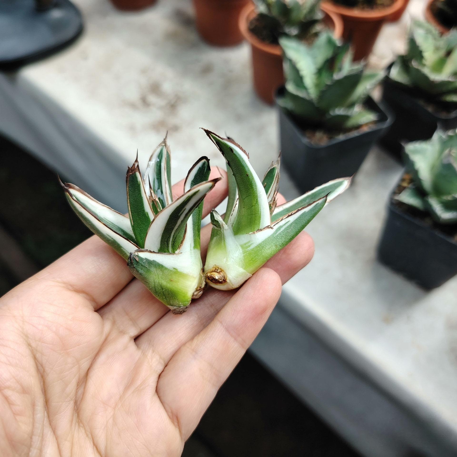6-12cm Agave victoriae-reginae 'White Rhino'