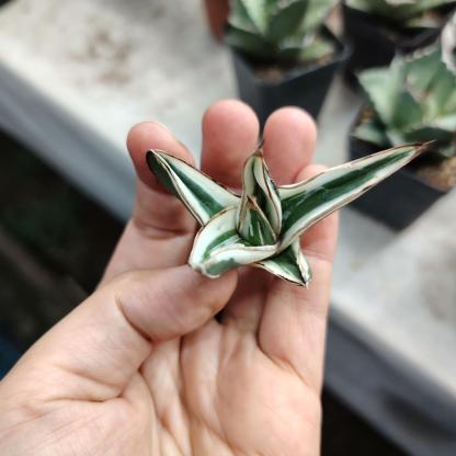 6-12cm Agave victoriae-reginae 'White Rhino'