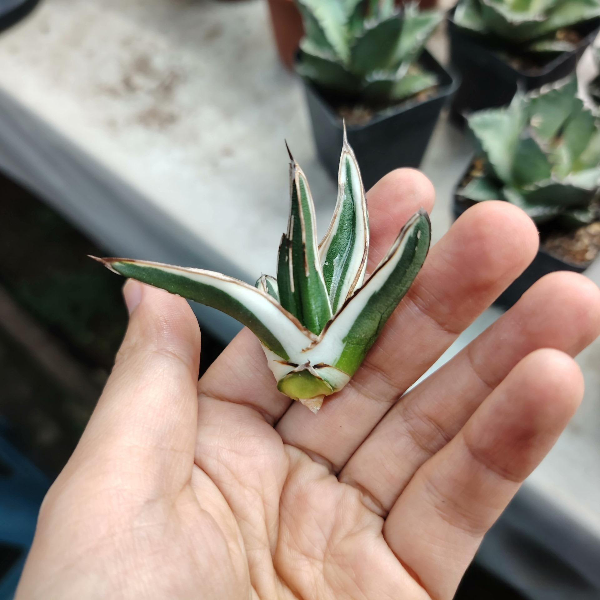 6-12cm Agave victoriae-reginae 'White Rhino'