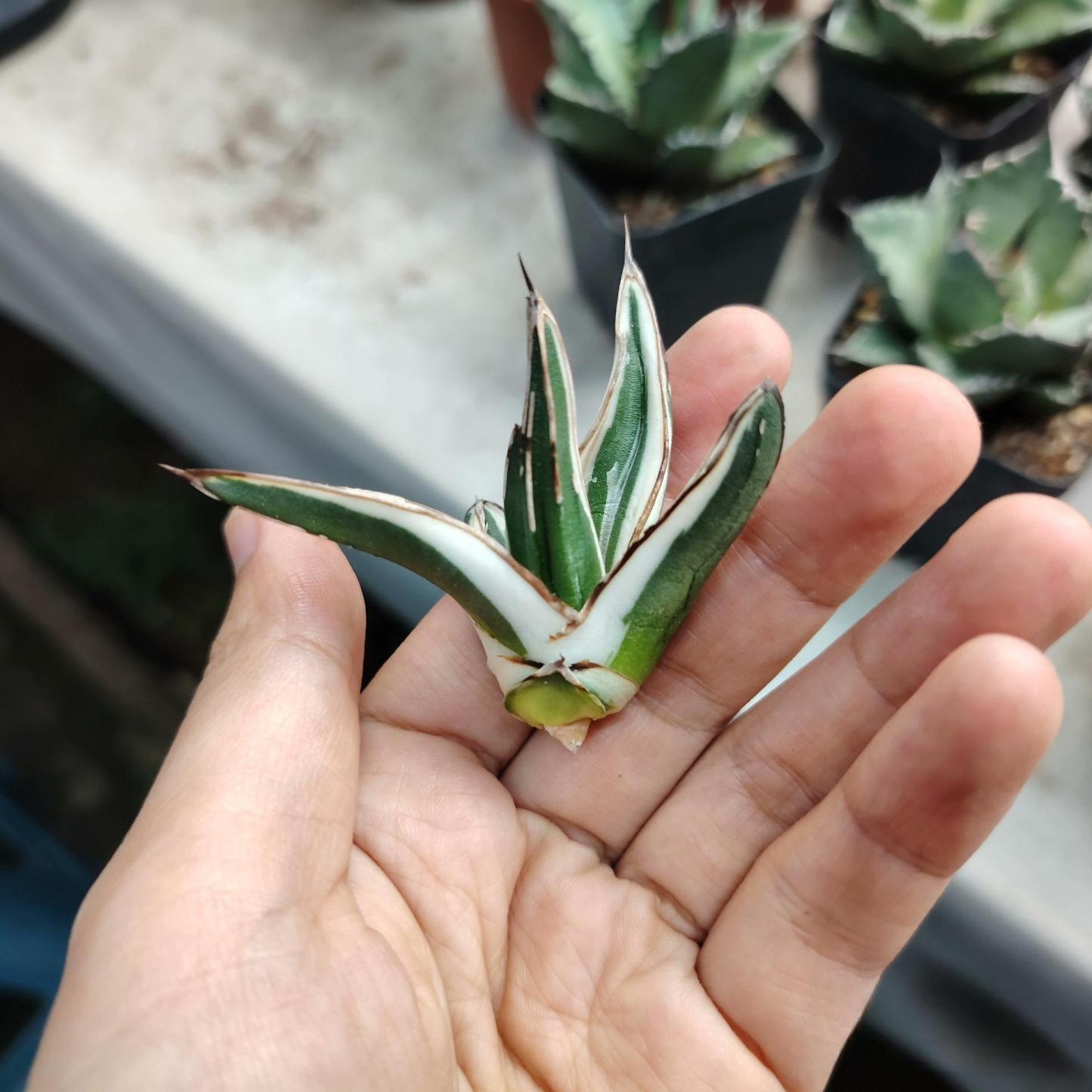6-12cm Agave victoriae-reginae 'White Rhino'