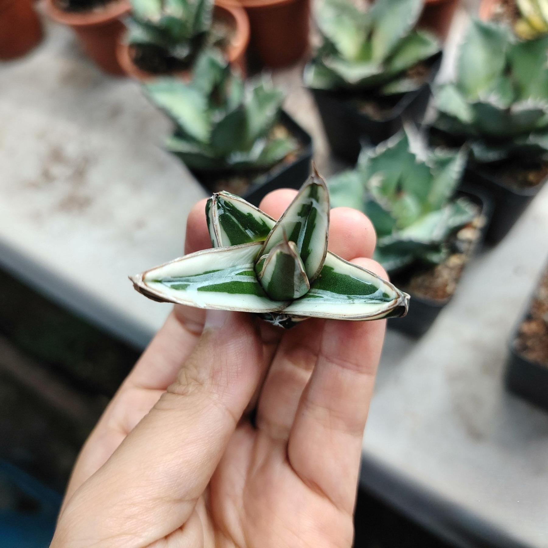 6-12cm Agave victoriae-reginae 'White Rhino'
