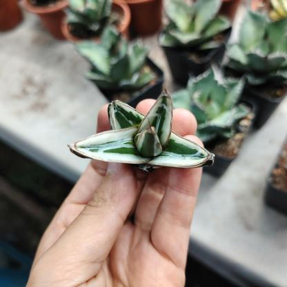 6-12cm Agave victoriae-reginae 'White Rhino'