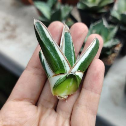 6-12cm Agave victoriae-reginae 'White Rhino'