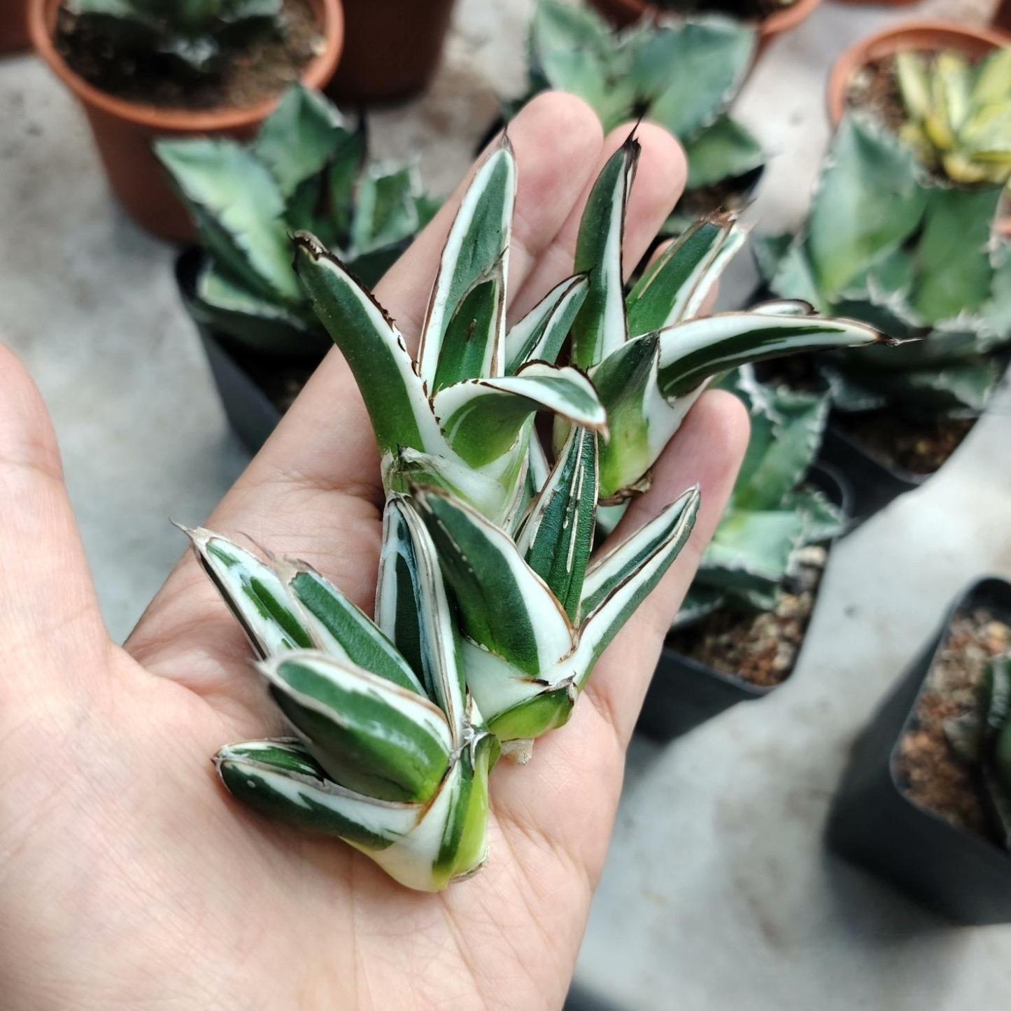 6-12cm Agave victoriae-reginae 'White Rhino'