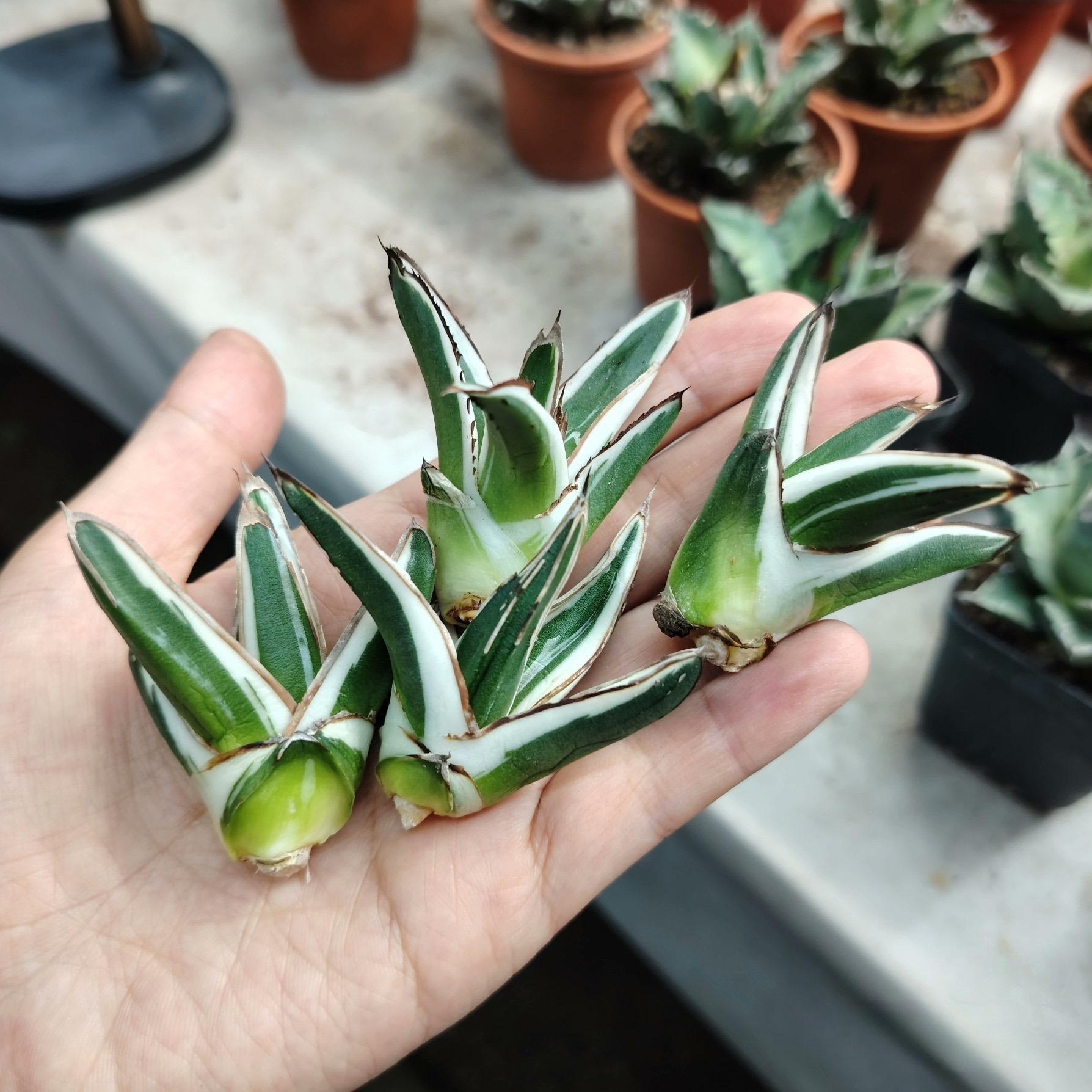 6-12cm Agave victoriae-reginae 'White Rhino'