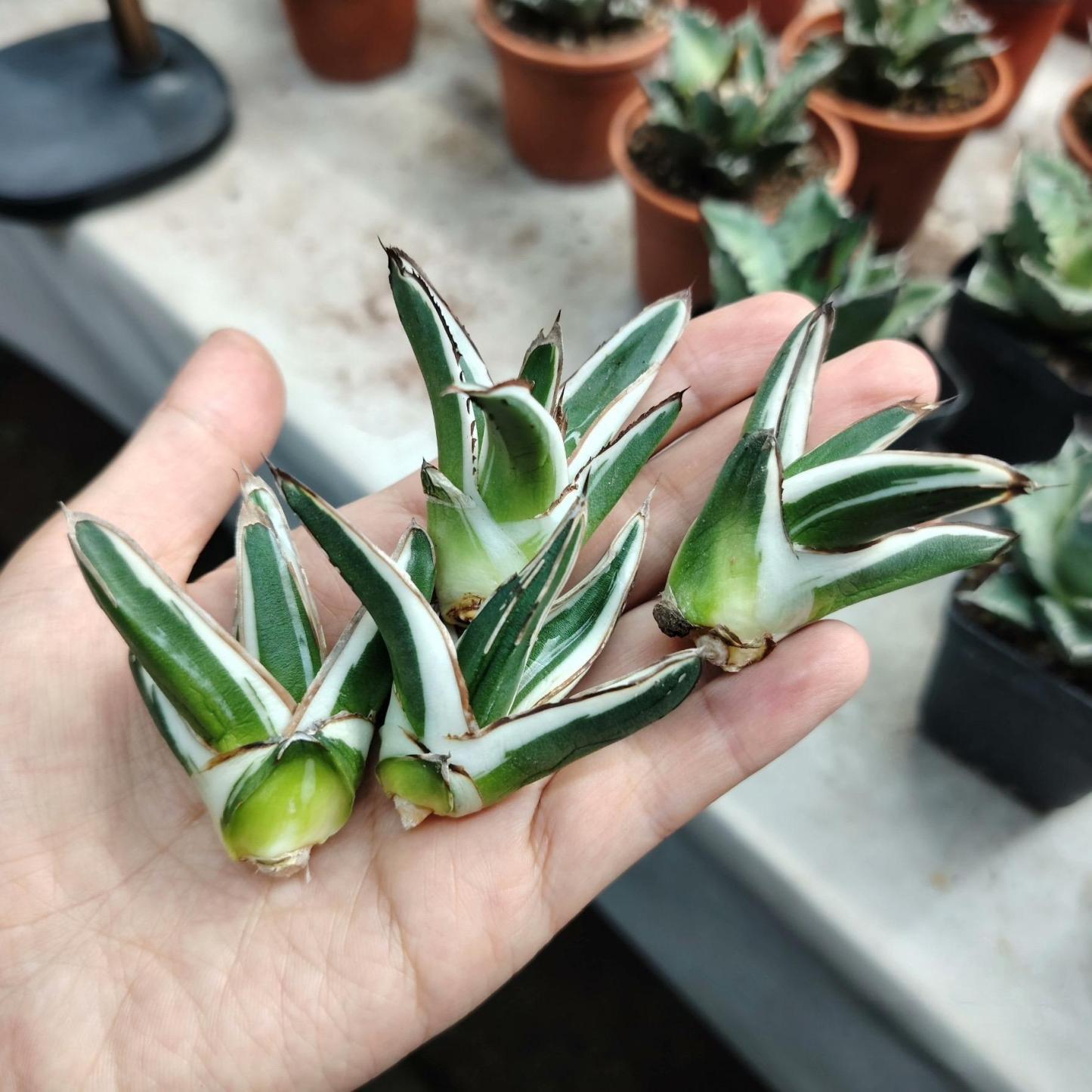6-12cm Agave victoriae-reginae 'White Rhino'