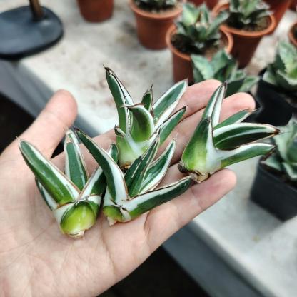 6-12cm Agave victoriae-reginae 'White Rhino'