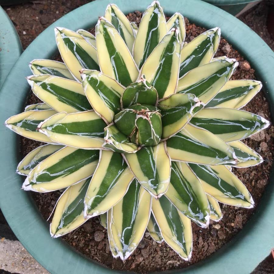 8-15cm Agave Victoria Reginae Kizan