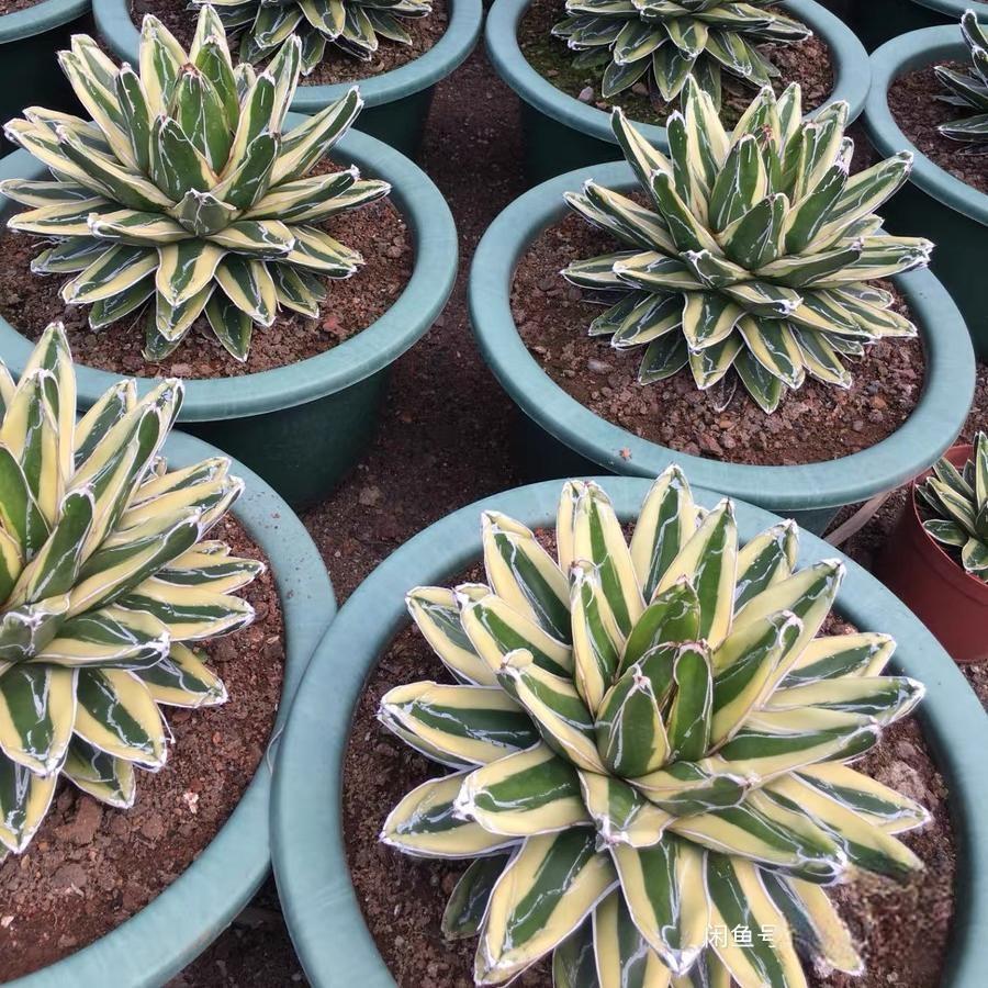 8-15cm Agave Victoria Reginae Kizan