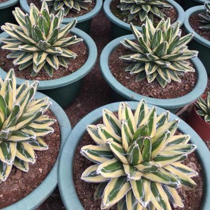 8-15cm Agave Victoria Reginae Kizan