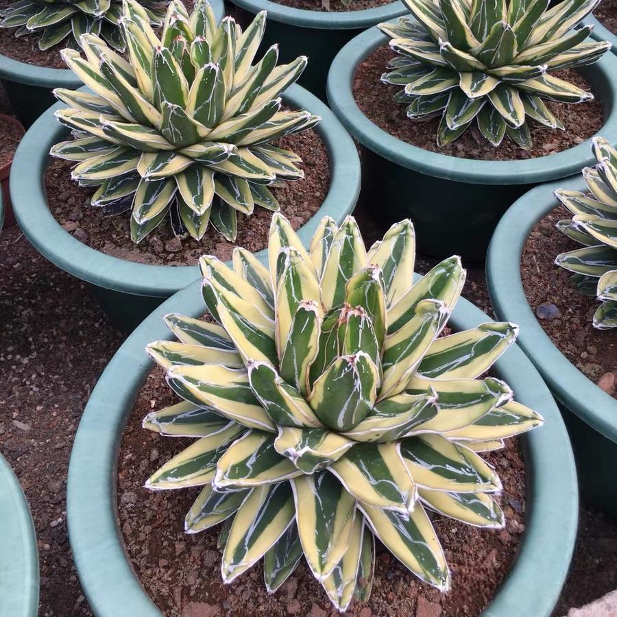 8-15cm Agave Victoria Reginae Kizan