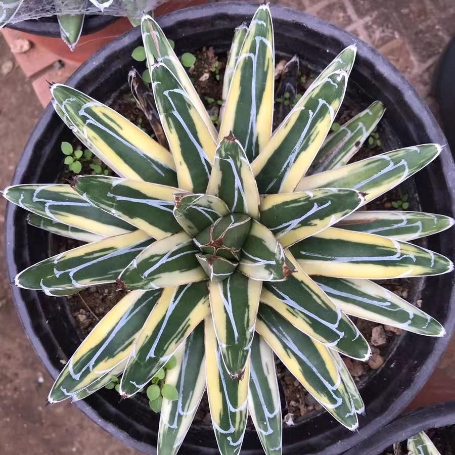 Agave victoriae-reginae Shin Yukiyama