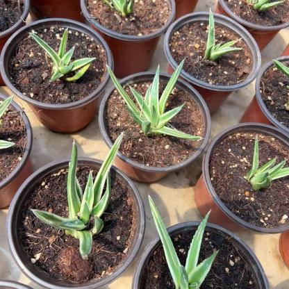 Agave victoriae-reginae Shin Yukiyama