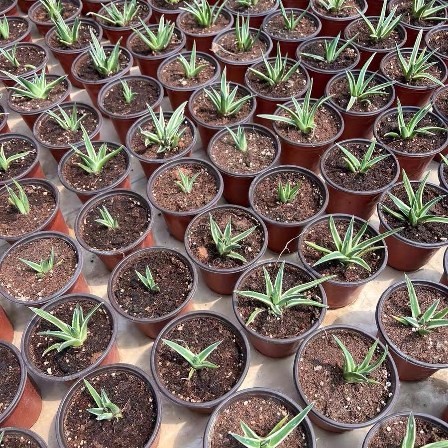 Agave victoriae-reginae Shin Yukiyama