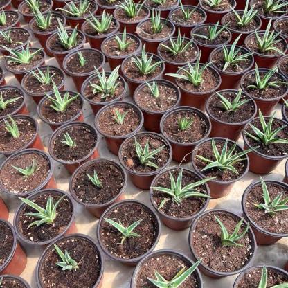 Agave victoriae-reginae Shin Yukiyama