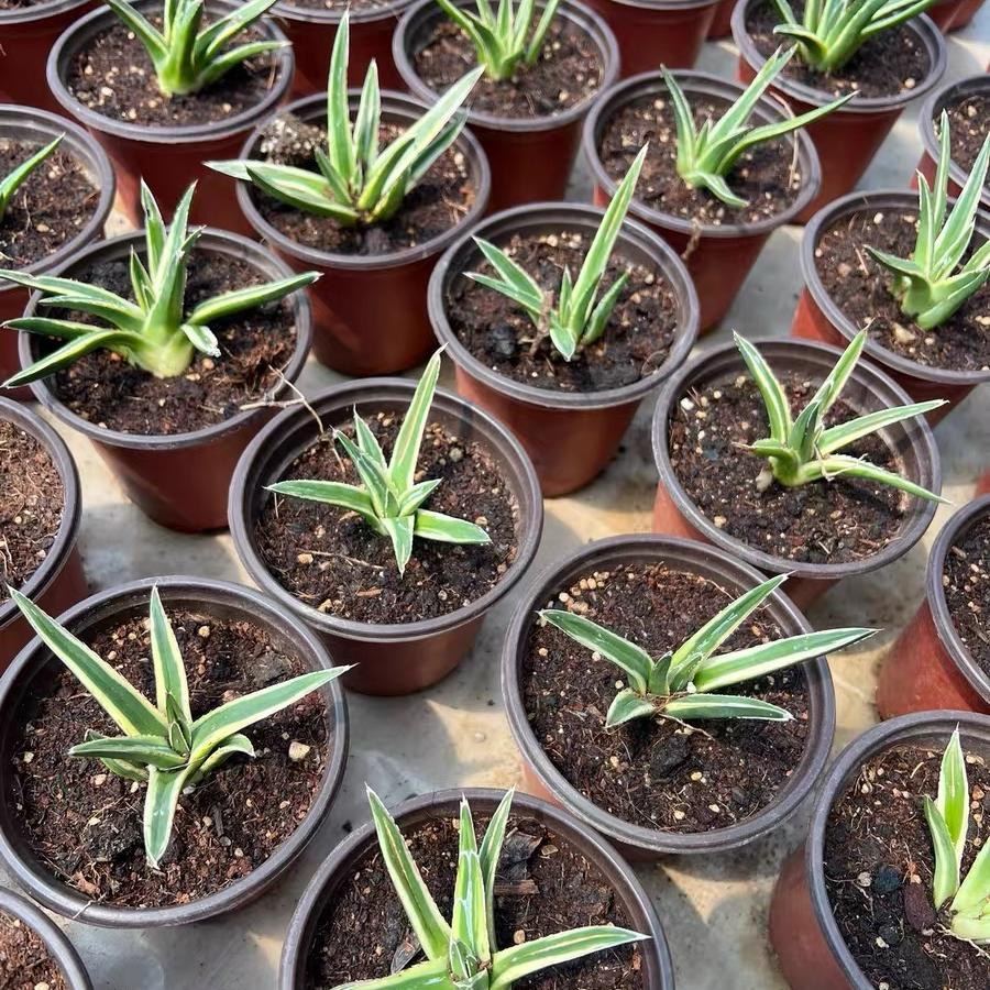 Agave victoriae-reginae Shin Yukiyama