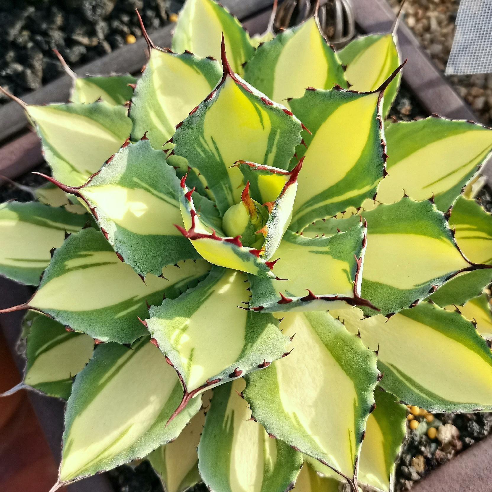 agave （variegated）