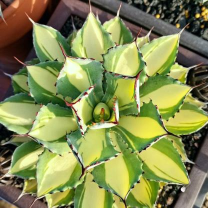 10-15cm Agave potatorum 'Kisshou-kan-nishiki