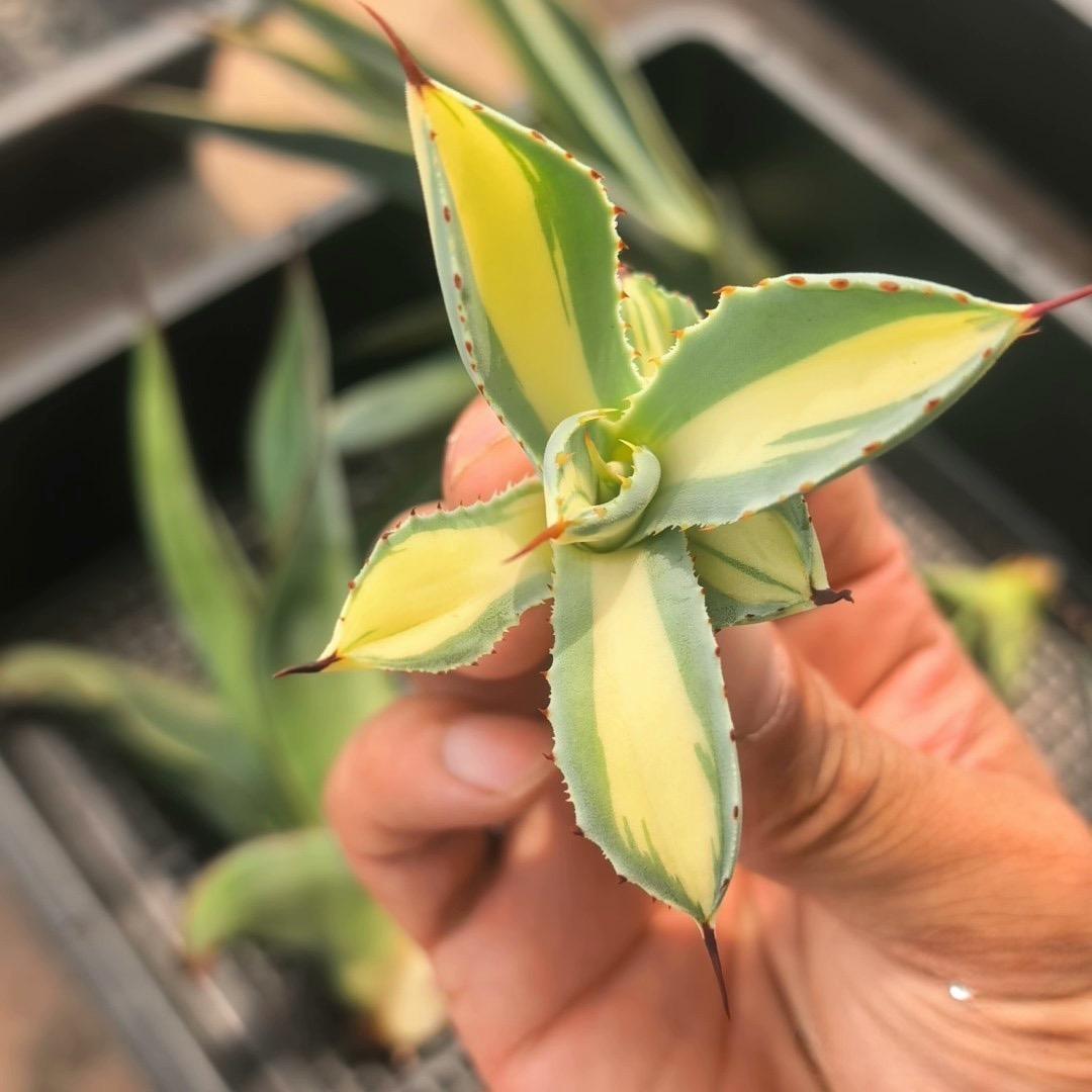 5-14cm Agave salmiana VAR