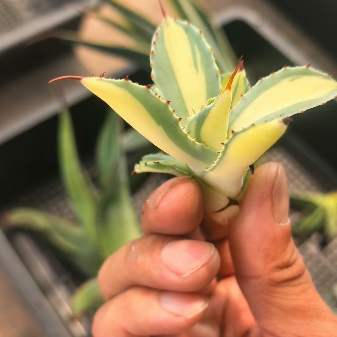 5-14cm Agave salmiana VAR