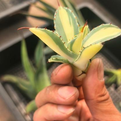 5-14cm Agave salmiana VAR