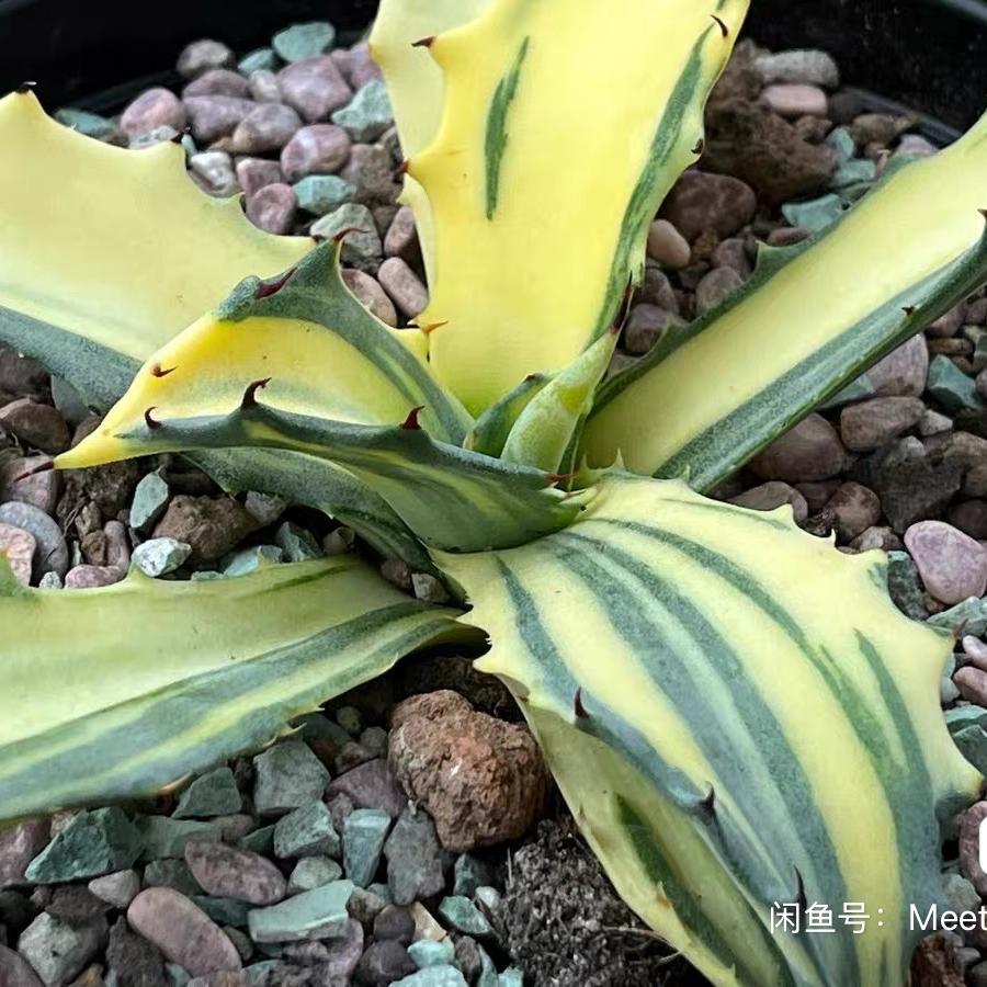 5-14cm Agave salmiana VAR