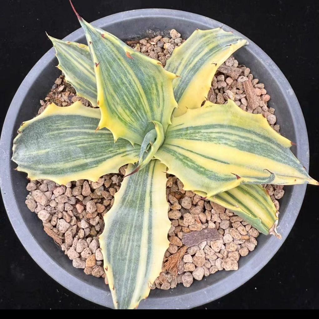 5-14cm Agave salmiana VAR