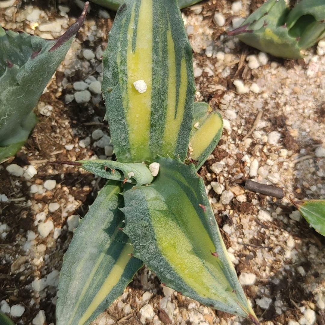 5-14cm Agave salmiana VAR