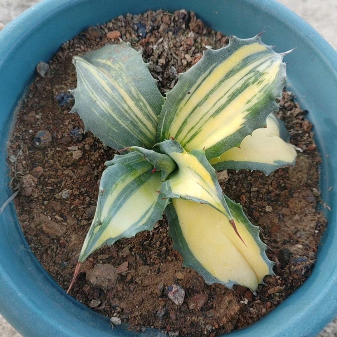 5-14cm Agave salmiana VAR