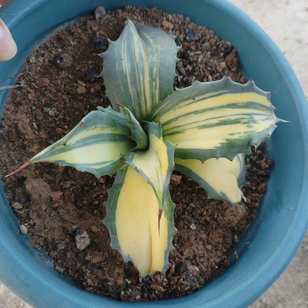 5-14cm Agave salmiana VAR