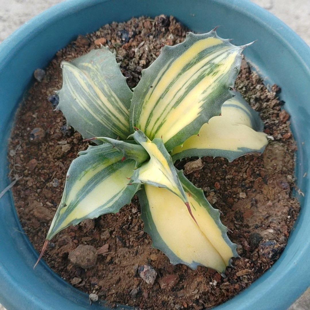 5-14cm Agave salmiana VAR